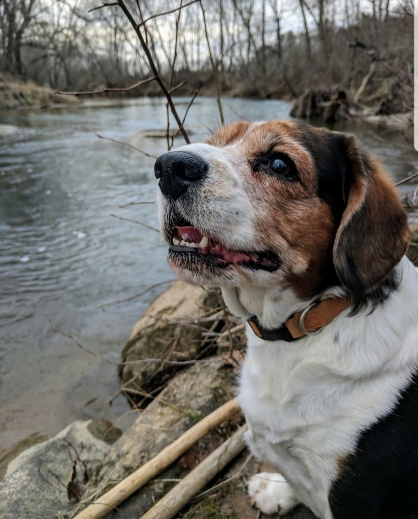Dog City USA: Have a Pet-Friendly Adventure in Asheville. - Oakland